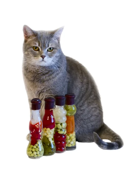 Graue Katze mit gelben Augen in der Nähe von dekorativen Flaschen mit Konservendosen — Stockfoto