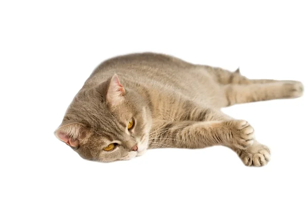 Graue Katze mit gelben Augen auf dem Tisch liegend. — Stockfoto