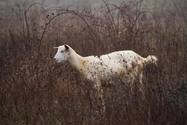 Sheep grazing on a meadow in the mist. — Stock Photo, Image