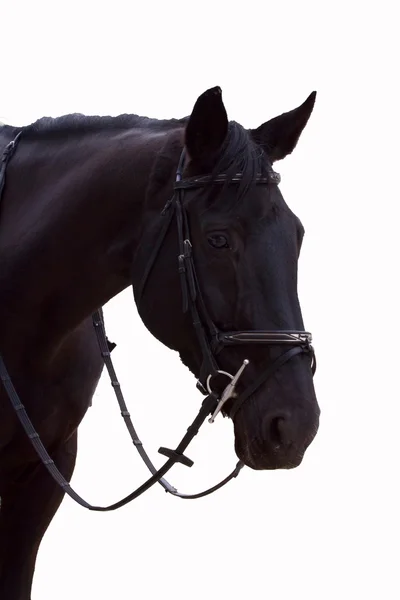 Cabeça de cavalo marrom e pescoço de perto . — Fotografia de Stock