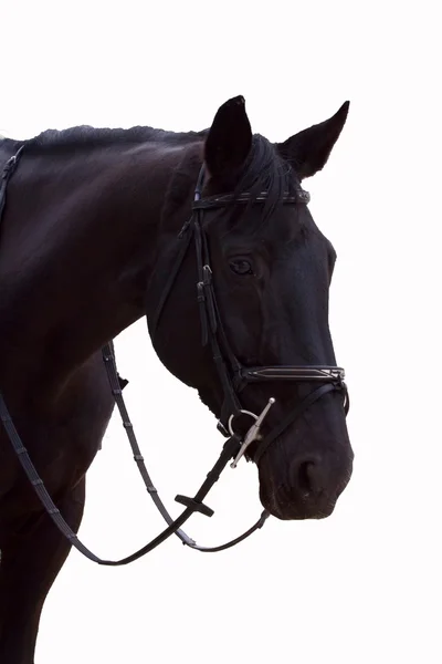 Bruin paard hoofd en nek close-up. Rechtenvrije Stockafbeeldingen