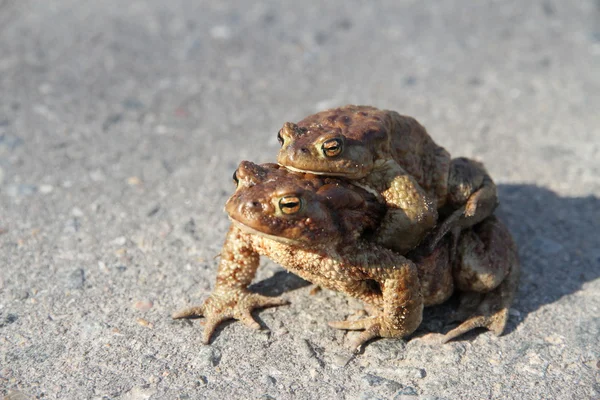 Two frogs. One sits on the other. Frogs crawl through asphalted — Stock Photo, Image