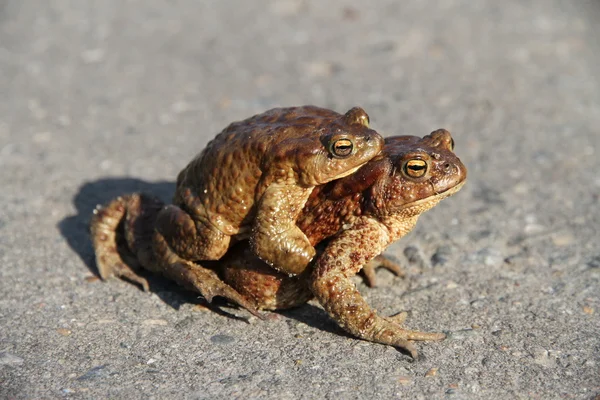 Two frogs. One sits on the other. Frogs crawl through asphalted — Stock Photo, Image