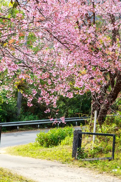 Çiçek kraliçesi kaplan