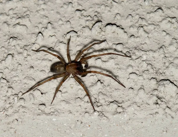 Hacklemesh Weaver Spider Metaltella Simoni Hunting Insect Prey Wall Exterior — Stock Photo, Image