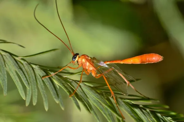 叶上的气孔黄蜂 螺旋体螺旋体 腹侧视图 在宿主昆虫上产卵的常见寄生虫 它们的幼虫以宿主为食 — 图库照片