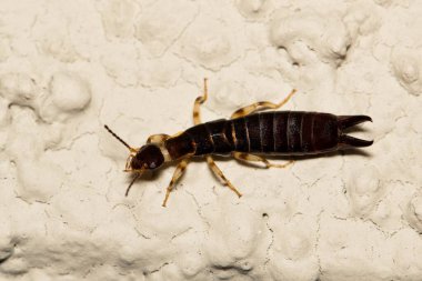 Ringlegged Earwig (Euborellia annulipes) female dorsal view on a building exterior in Houston, TX. clipart