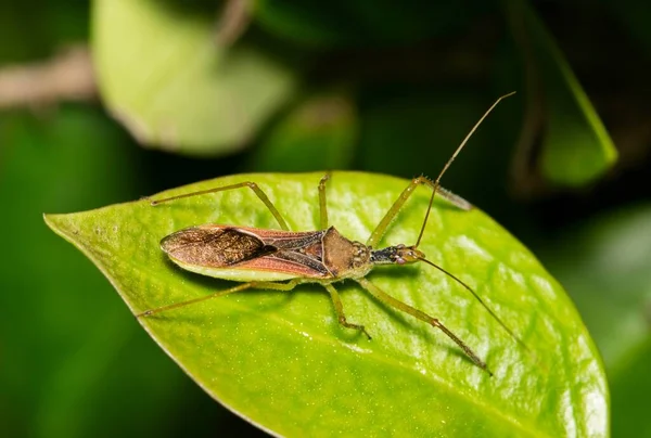 Leaf Hopper Assassin Bug Zelus Renardii Lovení Hmyzu Listu Houstonu — Stock fotografie