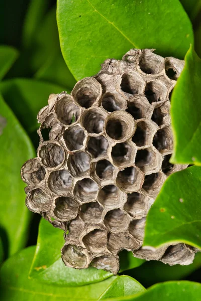 Paper Wasp Polistes Fuscatus Vespiary Nest Dold Grön Trädgård Buskage — Stockfoto