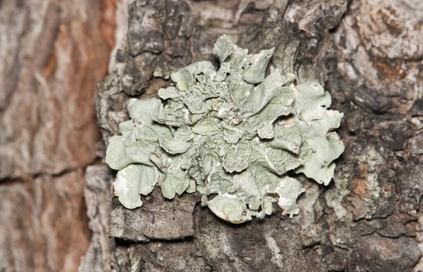 常见的绿盾蜥蜴 Flavoparmelia Caperata 生长在松树上 与世界各地发现的植物无关的复合生物体 — 图库照片