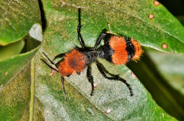 Kırmızı Velvet Karınca Dasymutilla Oksidentalis Dişi Ağaç Yaprakları Üzerinde Sürünüyor — Stok fotoğraf