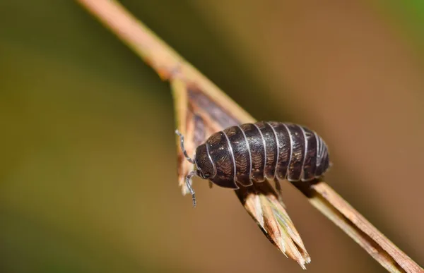 Çimen Sapında Yaygın Bir Böcek Kabuklu Eklembacaklılar Gece Çok Aktiftir — Stok fotoğraf