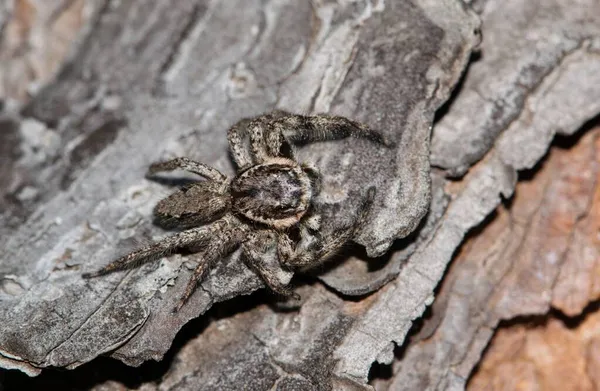 Tan Jumping Spider Platycryptus Undatus Getarnt Auf Kiefernrinde Houston Texas — Stockfoto