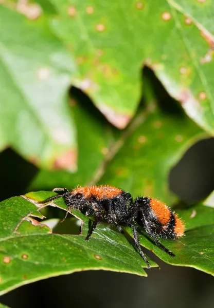 Hormiga Terciopelo Rojo Dasymutilla Occidentalis Hembra Arrastrándose Través Hojas Árboles — Foto de Stock