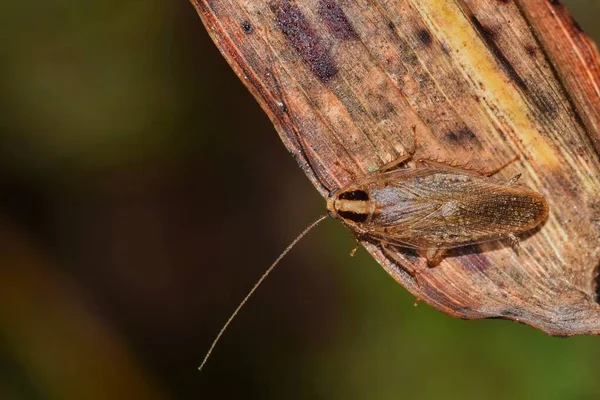 Barata Alemã Blattella Germanica Uma Folha Morta Vista Dorsal Com — Fotografia de Stock