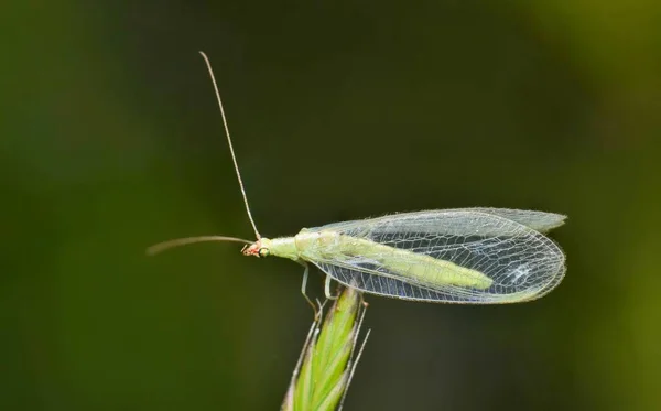 Adult Green Lacewing Grass Stalk Houston Criaturas Beneficiosas Que Son — Foto de Stock