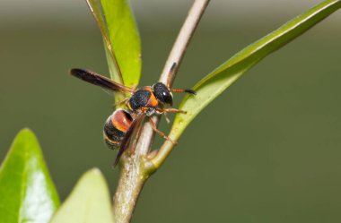 Kırmızı ve Kara Mason eşekarısı (Pachodynerus erynnis) bahçe çalılıklarında aktiftir. Vespidae familyasından kırmızı işaretli Pachodynerus olarak da bilinir..