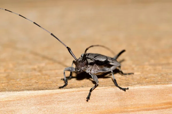 Menší Brouk Borovicový Acanthocinus Nodosus Přední Pohled Samice Dřevěné Desce — Stock fotografie