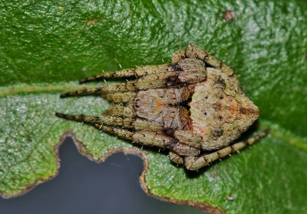 Orb Weaver Pavouk Rodu Eustal Spící Listu Houstonu Hřbetní Pohled — Stock fotografie