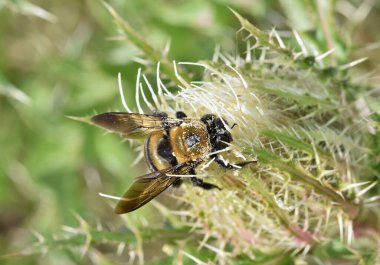 Houston, TX 'te bahar zamanı devedikeni tomurcuğu dölleyen bal arısı..