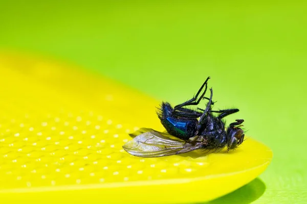 Bluebottle Morto Voar Flyswatter Amarelo Com Fundo Verde Espaço Cópia — Fotografia de Stock