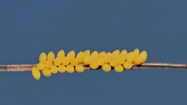 青い空の背景とコピースペースで水平方向に小枝に添付Ladybug卵 テキサス州ヒューストンでの新しい昆虫の生活の春 — ストック写真