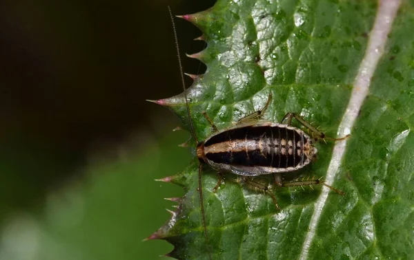 Houston Bir Devedikeni Yaprağı Üzerinde Asya Hamamböceği Perisi Blattella Asahinai — Stok fotoğraf