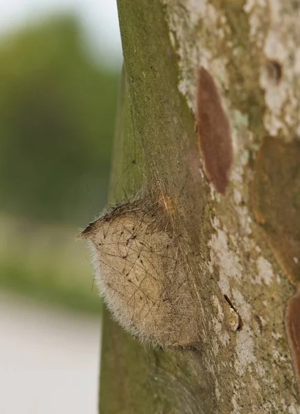 Live Oak Tussock Caterpillar Orgyia Detrita Cocoon Crepe Myrtle Tree — 스톡 사진