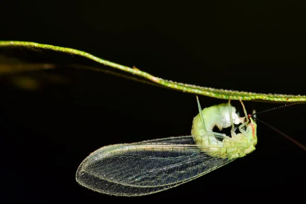 Donna Adulta Allacciamento Verde Secernendo Liquido Appiccicoso Dall Addome Attaccare — Foto Stock