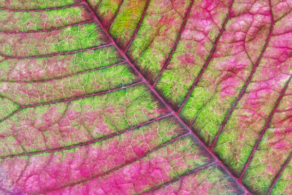 Poinsettia Leaf Euphorbia Pulcherrima Abstract Macro Green Pink Colors Texture — Foto de Stock