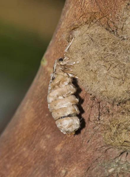 Live Oak Tussock Moth Orgyia Detrita Emerging Cocoon Crepe Myrtle — Photo