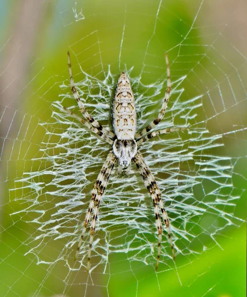 Juvenilní Žlutý Zahradní Pavouk Argiope Aurantia Svém Webu Hřbetní Makro — Stock fotografie