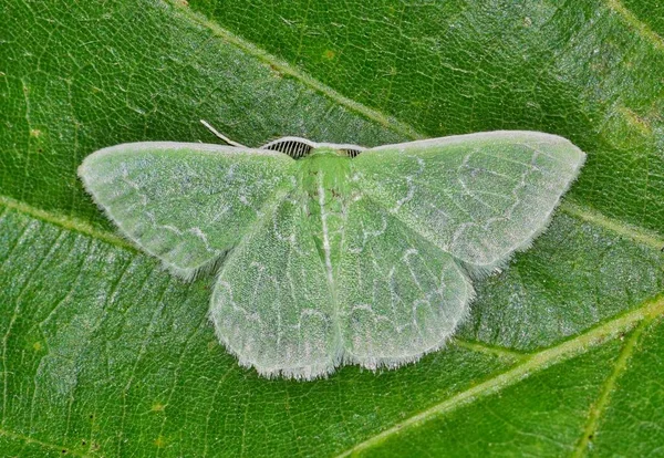 Südlicher Smaragdfalter Synchlora Frondaria Mit Tarnung Auf Einem Eichenblatt Rückenansicht — Stockfoto