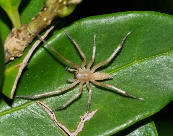 Ghost Spider Hibana Leaf Garden Night Houston Texas Dorsal View — Stock Photo, Image