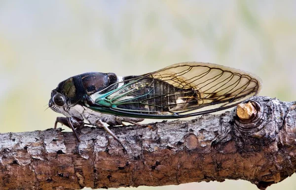 Lyric Cicada Neotibicen Lyricen Side View Tree Branch Houston Species — Foto Stock