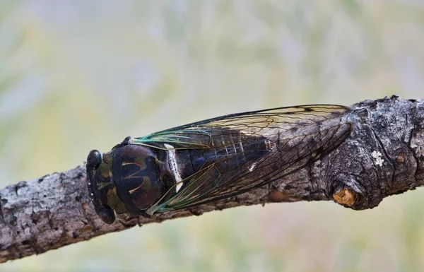 Lyric Cicada Neotibicen Lyricen Dorsal View Tree Branch Houston Species — Foto Stock