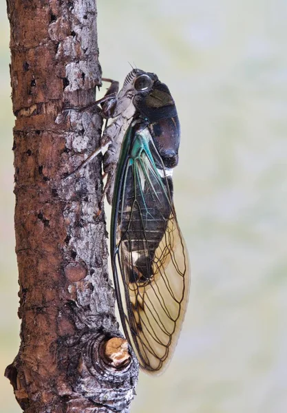 Lyric Cicada Neotibicen Lyricen Side View Tree Branch Houston Species — 스톡 사진