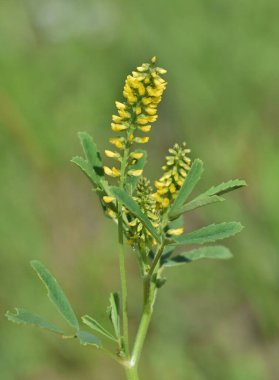 Yellow Sweet Clover (Melilotus indicus) stems in Houston TX, closeup side view. Eurasian flowering herb found throughout many regions of the world. 
