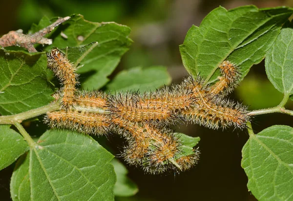 Caterpillars Automeris Young Instars Nest Common Species United States Give — Foto de Stock