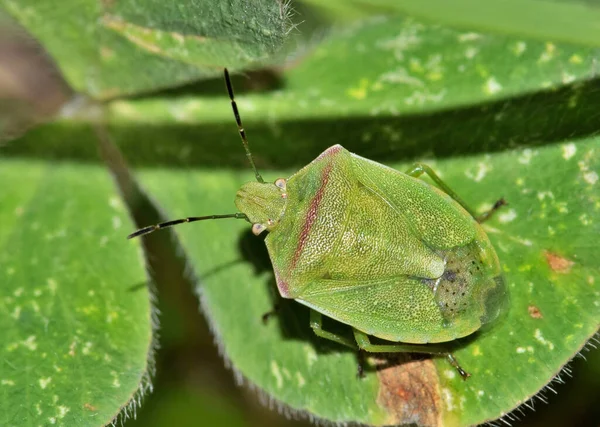 Red Shouldered Stink Bug Thyanta Custator Camouflaged Clover Leaf Houston —  Fotos de Stock