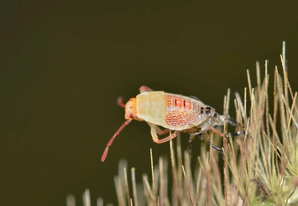 Rice Stink Bug Nymph Oebalus Pugnax Скидає Свою Шкіру Голову — стокове фото