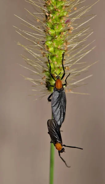 Çimen Tohumu Sapında Çiftleşen Aşk Böcekleri Plecia Yakını Güney Amerika — Stok fotoğraf