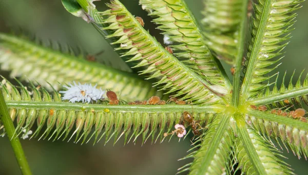 羊毛蚜虫和其他蚜虫在埃及冠脚草茎上与蚂蚁在一起 被认为是北半球的入侵物种 — 图库照片
