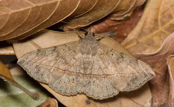 Velvetbean Moth Anticarsia Gemmatalis Открытыми Крыльями Скрытыми Засохших Листьях Общие — стоковое фото