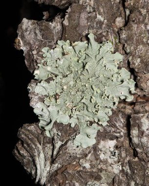 Common Greenshield Lichen Flavoparmelia caperata growing on Crepe Myrtle tree composite organisms.