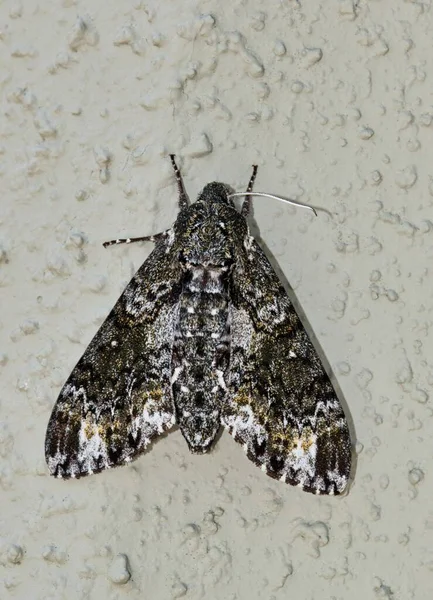 美国德克萨斯州休斯顿市 一只大爪飞蛾 Dolba Hyloeus 在外墙上休眠 在美国和加拿大部分地区发现的 — 图库照片