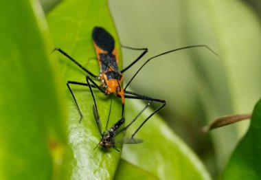 Milkweed Suikastçı Böceği (Zelus longipes) uzun bacaklı sineği (Dolichopodidae) kazığa geçirerek yakalar. Türleri Güney Amerika ve Güney Amerika 'da bulunur..