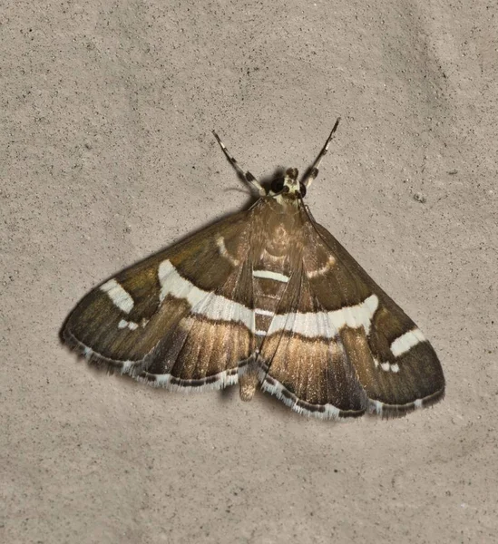 甜菜蛾 Beet Webworm Moth Spoladea Recurvalis 在外墙上 物种分布于世界各地的热带地区 — 图库照片