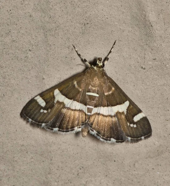 Biet Webworm Moth Spoladea Recurvalis Een Buitenmuur Nachts Soort Wordt — Stockfoto