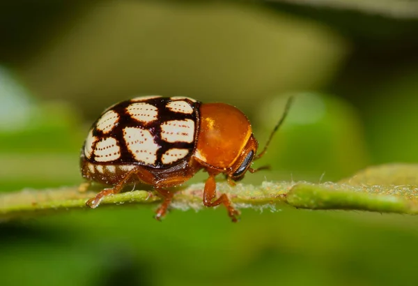 Escarabajo Hoja Catorce Manchas Cryptocephalus Guttulatus Macro Vista Lateral Especie —  Fotos de Stock